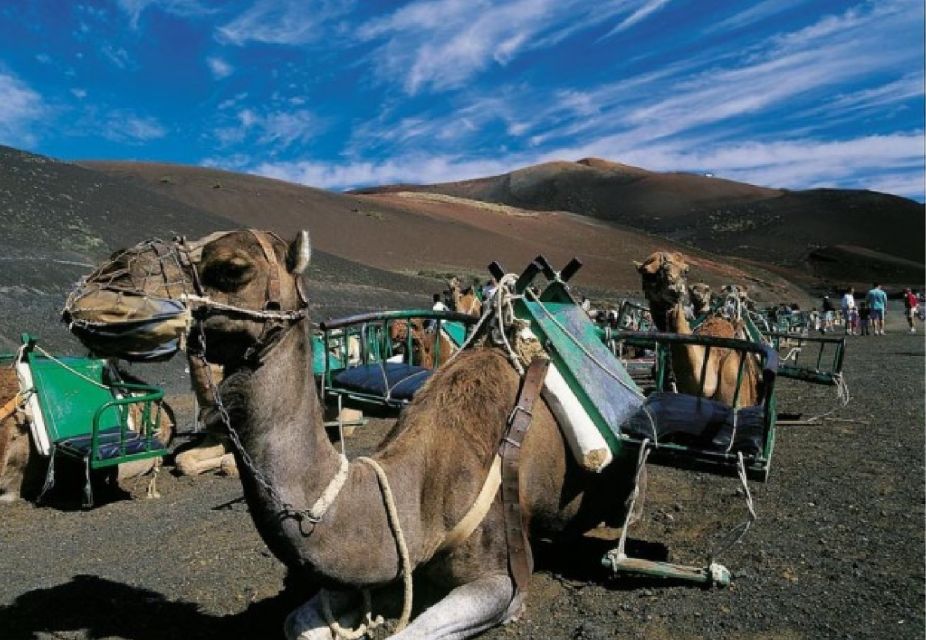 Lanzarote: Day Tour for Cruise Passengers - La Geria wine country: tastings on volcanic soil