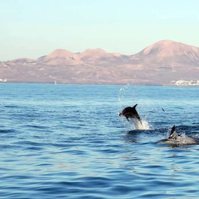 Lanzarote: Dolphin Watching by speedboat - Key things to know before you go