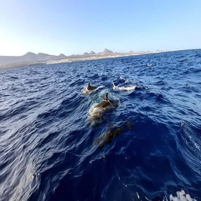 Lanzarote: Dolphin Watching by speedboat - Wildlife spotting: what you should realistically expect to see