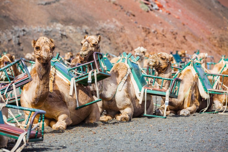 Lanzarote: Guided Day Trip to Timanfaya Park & Lago Verde - Key things to know before you go