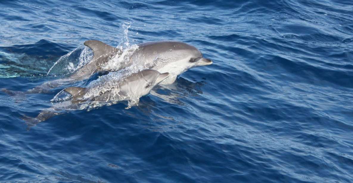 Lanzarote: Lobos Island Half-Day Dolphin Watching Trip - Key Things I’d Know Before You Book