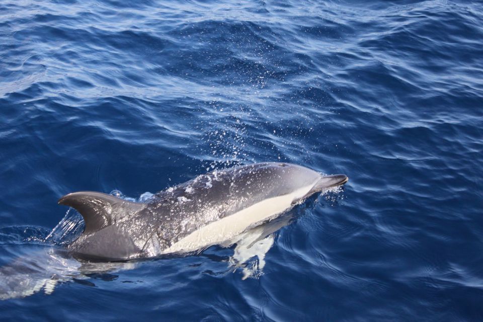 Lanzarote: Lobos Island Half-Day Dolphin Watching Trip - What You’re Really Buying: Lobos Island and Dolphins, Not Just a Boat Ride