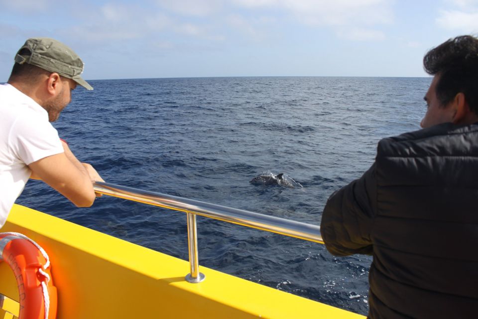 Lanzarote: Lobos Island Half-Day Dolphin Watching Trip - The Boat Portion: How Dolphin and Whale-Spotting Works in Practice