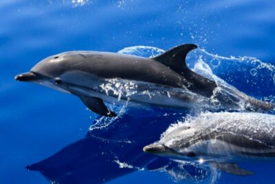 Lanzarote: Lobos Island Half-Day Dolphin Watching Trip - Getting There: Bus Ride to Puerto del Carmen, Then Out to Sea