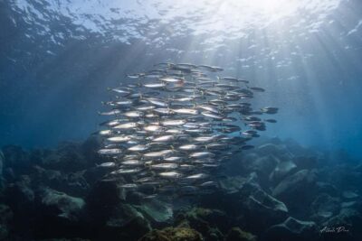 Lanzarote: Real Submarine Dive - Timing and what the 1 hour really includes