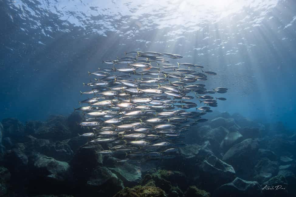 Lanzarote: Real Submarine Dive - Timing and what the 1 hour really includes