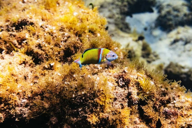 Lanzarote: Scuba Dive at Museo Atlántico for Beginners - The second briefing and the smooth return to Playa Blanca
