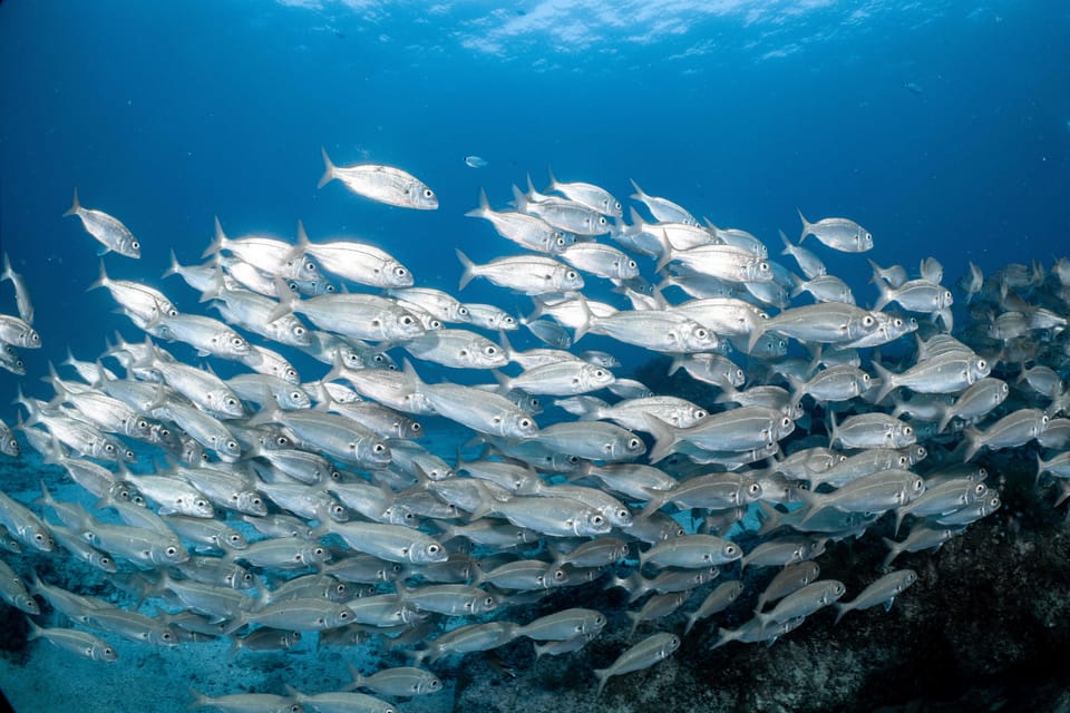 Lanzarote: Scuba Diving for Beginners with 2 Dives - First Lessons Under the Surface at 5 Meters