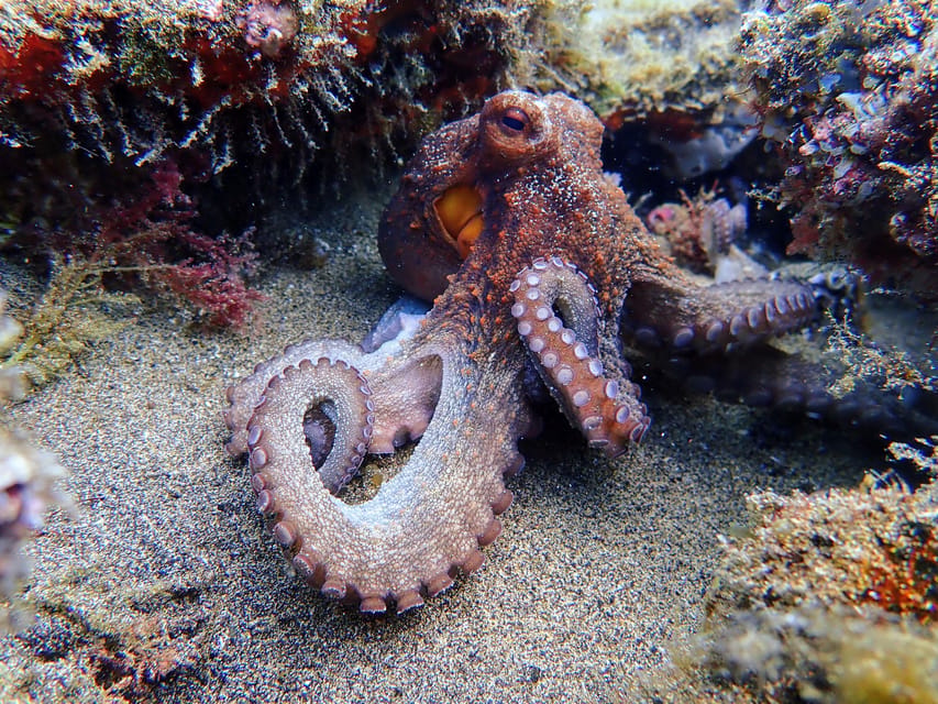 Lanzarote: Scuba Diving for Beginners with 2 Dives - Who This Experience Fits Best (and Who Should Skip It)