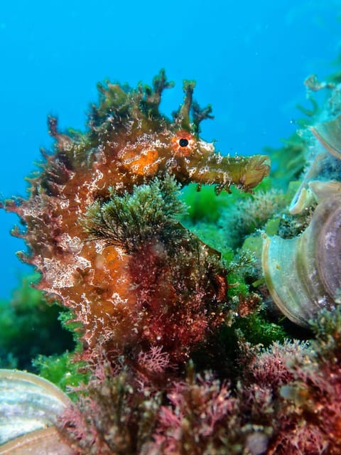 Lanzarote: Scuba Diving for Beginners with 2 Dives - Should You Book This Beginner Two-Session Course?
