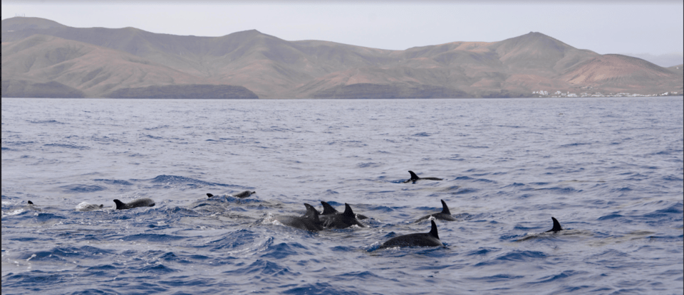 Lanzarote: Sea Safari Experience - Key things that make this sea safari click