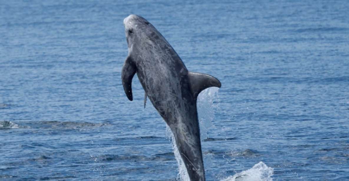 Lanzarote: Sea Safari Experience - Quick tips for the day: where to meet and how to not miss the boat