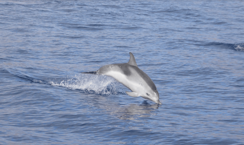 Lanzarote: Sea Safari Experience - A 3-hour sea safari with Lanzarote’s wild coast as the backdrop