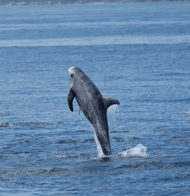 Lanzarote: Sea Safari Experience - Who you’ll learn from: skipper + marine expert + cetacean focus