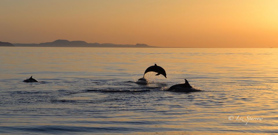 Lanzarote: Sea Safari Experience - How whale and dolphin searching actually works (and why you’ll care)