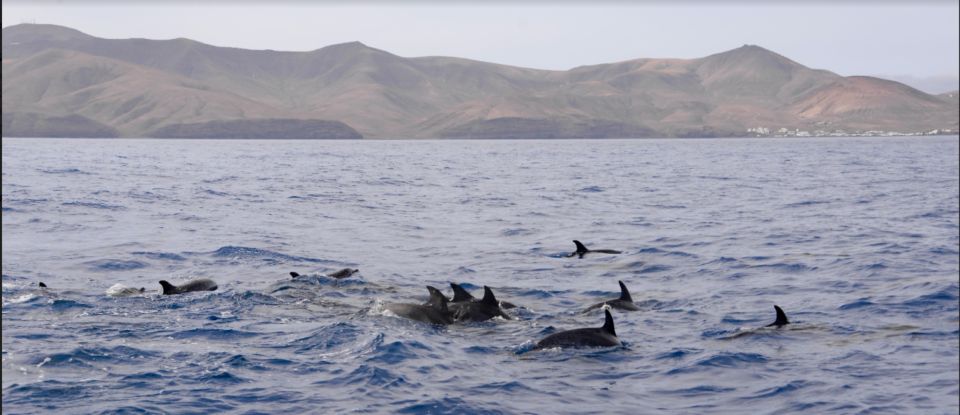 Lanzarote: Sea Safari Experience - Who should book (and who should think twice)