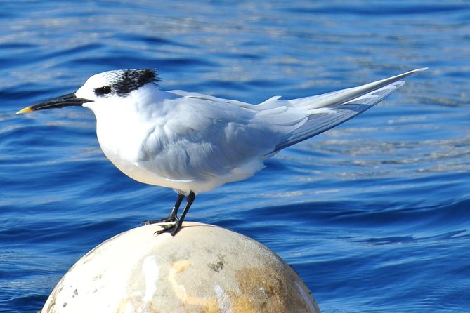 Lanzarote Sea Safari from Puerto calero - Key Things to Know Before You Go