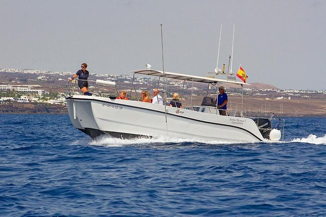 Lanzarote Sea Safari from Puerto calero - Wildlife Chances: Dolphins, Turtles, Sharks, and the Realistic Odds