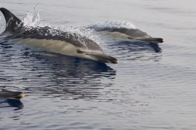 Lanzarote Sea Safari from Puerto calero - Sea-Ready Comfort: Waterproof Jackets and Warm Drinks