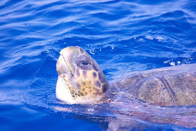 Lanzarote Sea Safari from Puerto calero - Price and Value: What $72.56 Really Buys You