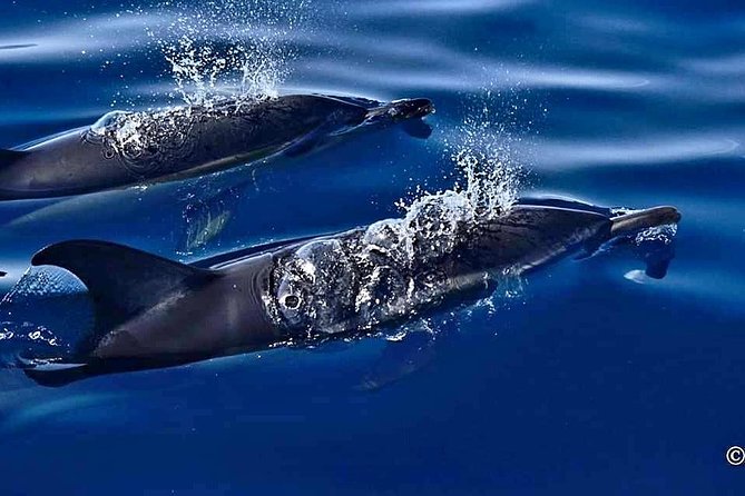 Lanzarote Sea Safari from Puerto calero - Weather and Timing: The Day Has to Cooperate
