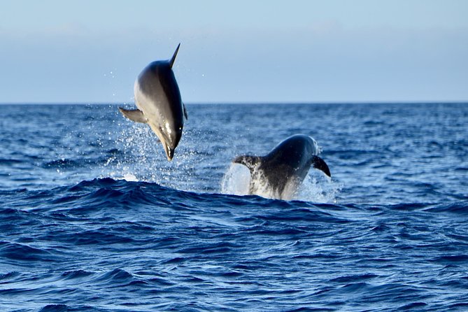 Lanzarote Sea Safari from Puerto calero - Who This Tour Fits Best (and Who Might Want a Different Plan)