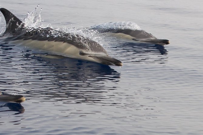 Lanzarote Sea Safari from Puerto calero - Sea-Ready Comfort: Waterproof Jackets and Warm Drinks