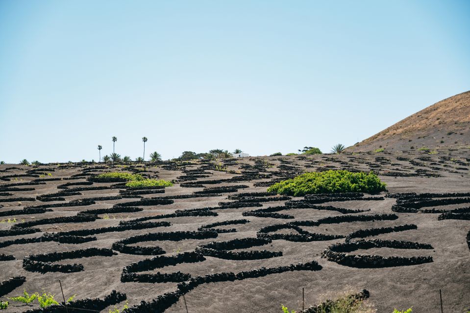 Lanzarote: Timanfaya National Park & La Geria Tour - Timanfaya’s Heat Demos: Where the Ground Does the Work