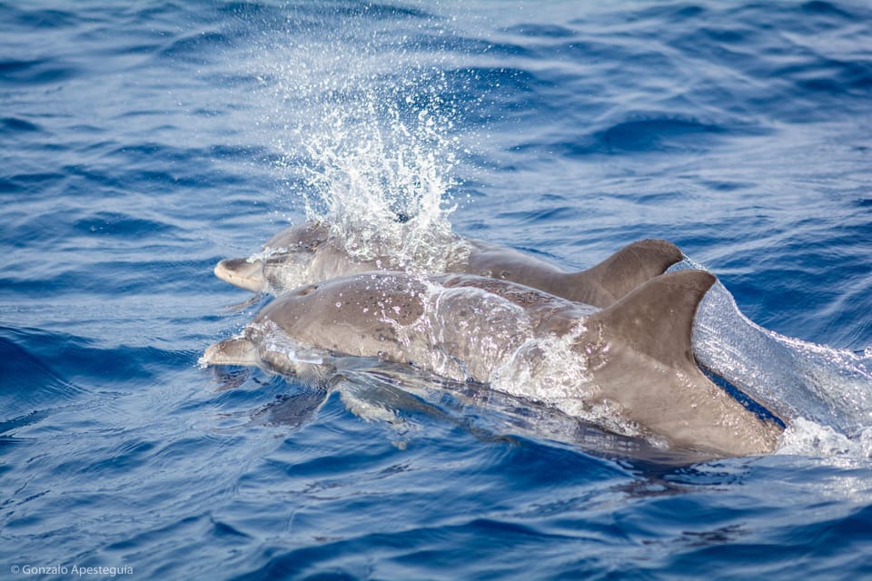 Lanzarote: Whale and Dolphin Watching Eco-Friendly Catamaran - Key things to know before you go