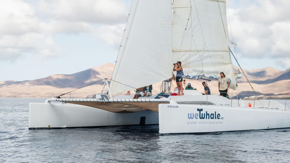 Lanzarote: Whale and Dolphin Watching Eco-Friendly Catamaran - Electric silence: why this format feels better