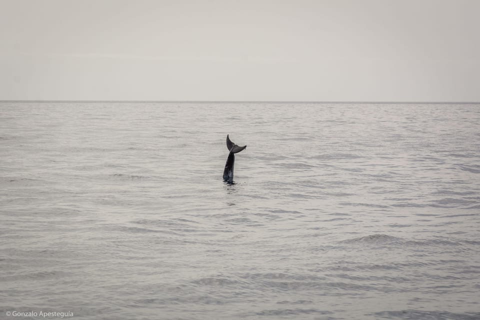 Lanzarote: Whale and Dolphin Watching Eco-Friendly Catamaran - The 4 hours at sea: how the time usually plays