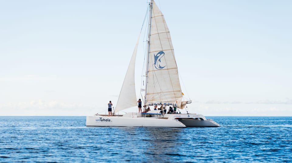 Lanzarote: Whale and Dolphin Watching Eco-Friendly Catamaran - Who should book this trip (and who might want a different day)