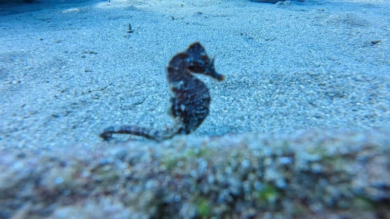 Lanzarote Your First Scuba Diving Experience - Key Highlights You’ll Actually Feel