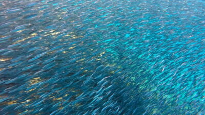 Lanzarote Your First Scuba Diving Experience - From Parking Spot to Branded Van: Getting Oriented Fast