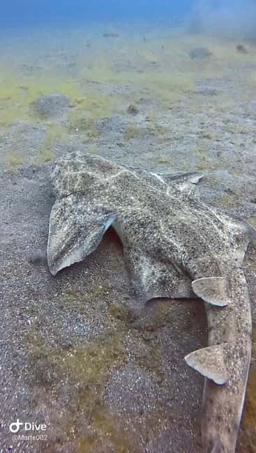 Lanzarote Your First Scuba Diving Experience - Price Check: Is $87 Good Value on Lanzarote?