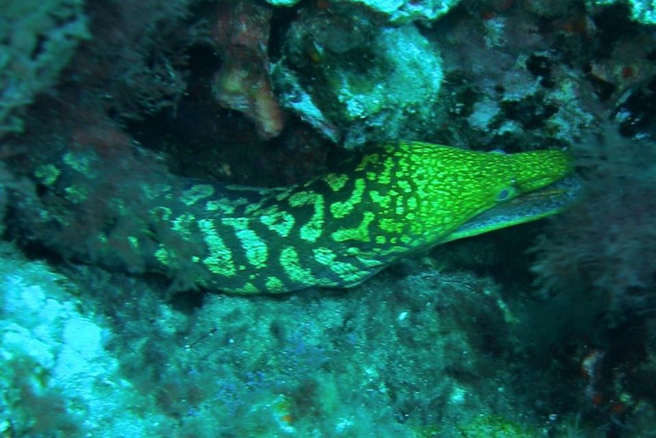 Las Canteras Scuba Diving - Beginner coaching that feels clear, not stressful
