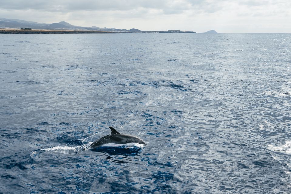 Las Galletas: Whale & Dolphin Tour with Local Skipper - Wildlife Chances: What You Can Realistically Hope to See