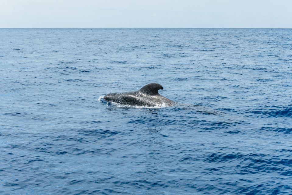 Las Galletas: Whale & Dolphin Tour with Local Skipper - Crew and Atmosphere: Why the Trip Feels Personal