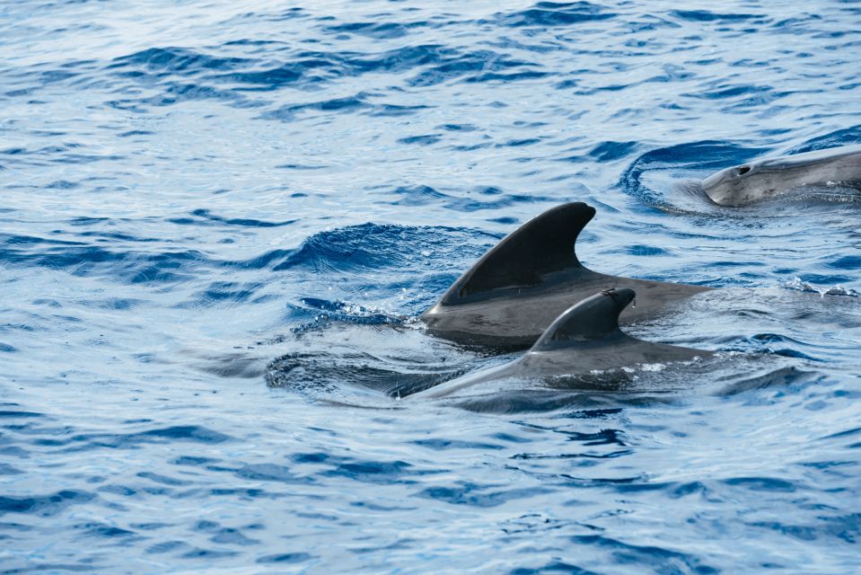 Las Galletas: Whale & Dolphin Tour with Local Skipper - What You Actually Do in 3 to 3.5 Hours