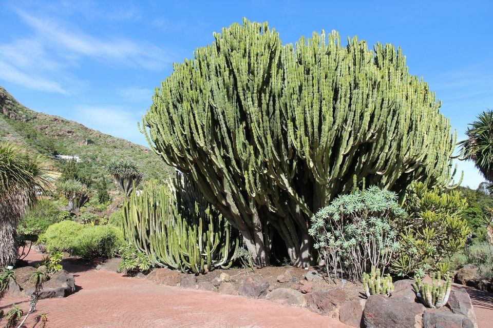 Las Palmas, Botanical Gardens and Bandama Volcano Tour - Who should book this tour on Gran Canaria