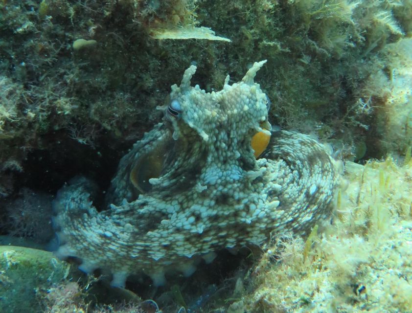 Lloret de Mar: Scuba Diving Experience no License Required - Cost and value: is $118 worth it for a no-license try?