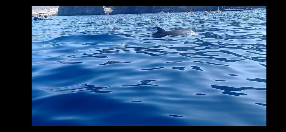 Los Cristianos: Kayak & Snorkel Tour with turtles and photos included - The coast route: from Los Cristianos toward Guaza and Palm Mar Cave