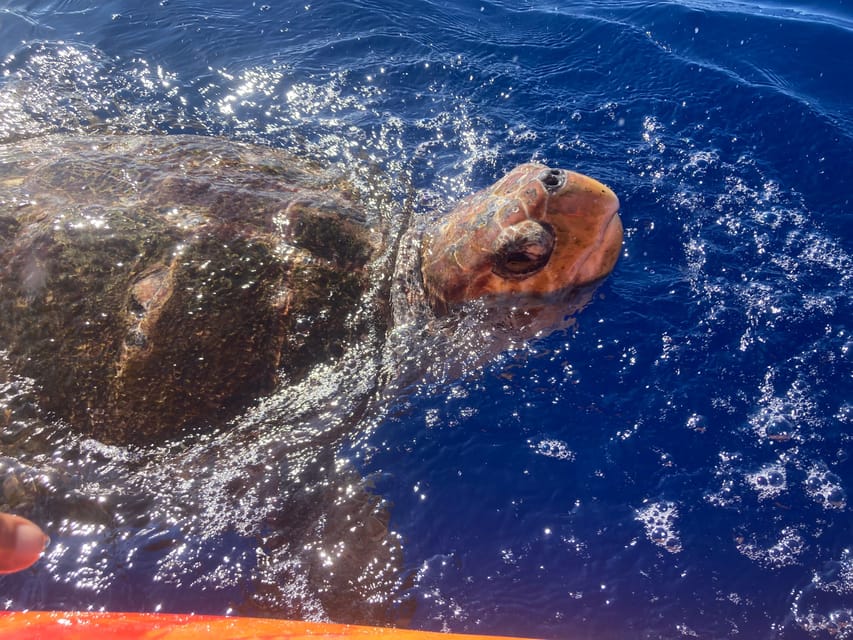Los Cristianos: Kayak & Snorkel Tour with turtles and photos included - Equipment and photos: what’s included and why it matters