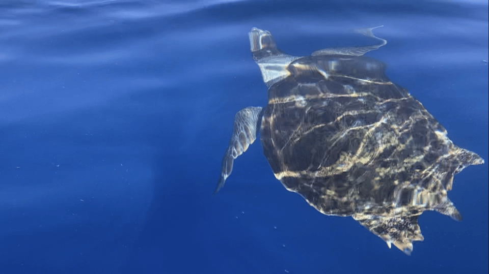 Los Cristianos: Kayak & Snorkel Tour with turtles and photos included - Who this tour is best for (and who should skip it)