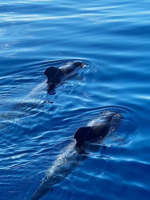 Los Cristianos: Whale Watching Cruise w/Swim Stop & Drinks - Key things to know before you go