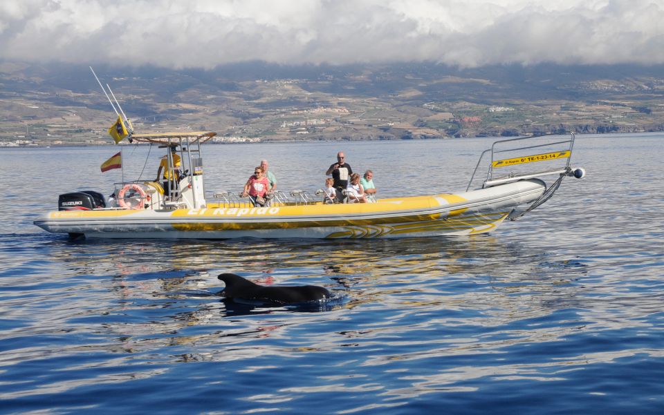 Los Gigantes: Dolphin and Whale Watching Cruise by Speedboat - Zoom Out of Los Gigantes on a Rigid Inflatable Speedboat