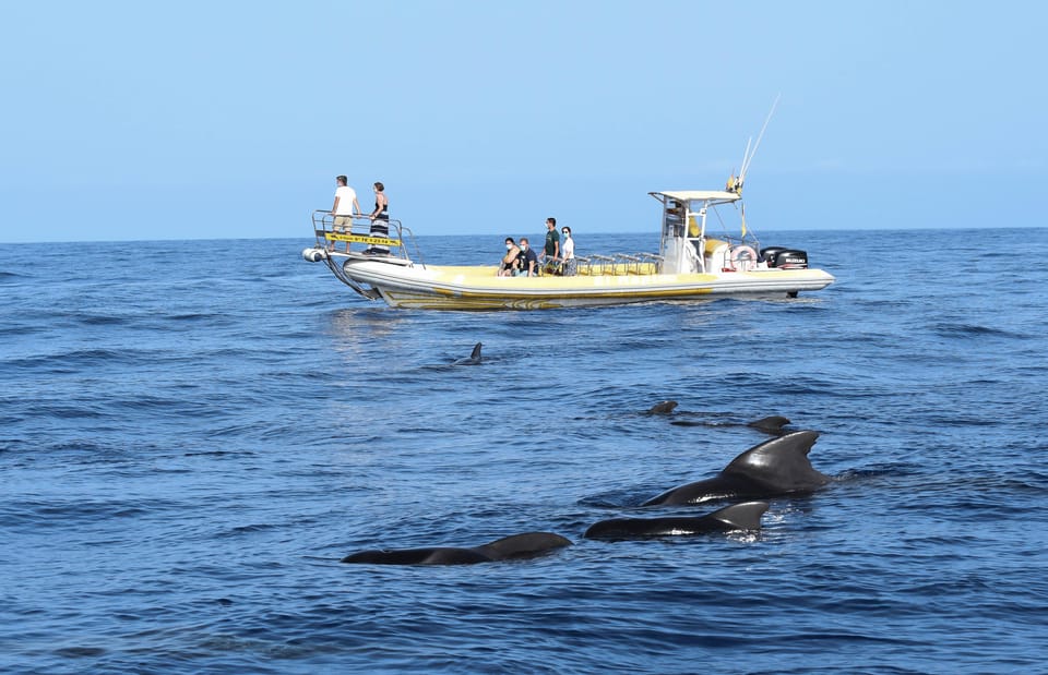 Los Gigantes: Dolphin and Whale Watching Cruise by Speedboat - How the Watching Time Usually Works (and Why That Matters)