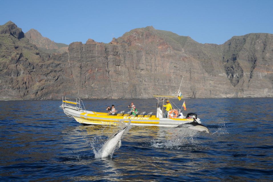 Los Gigantes: Dolphin and Whale Watching Cruise by Speedboat - What You Really Get for Around $33