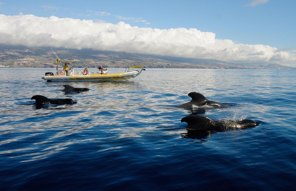 Los Gigantes: Dolphin and Whale Watching Cruise by Speedboat - Finding Whales and Dolphins Near Tenerife’s Teno-Rasca Sanctuary
