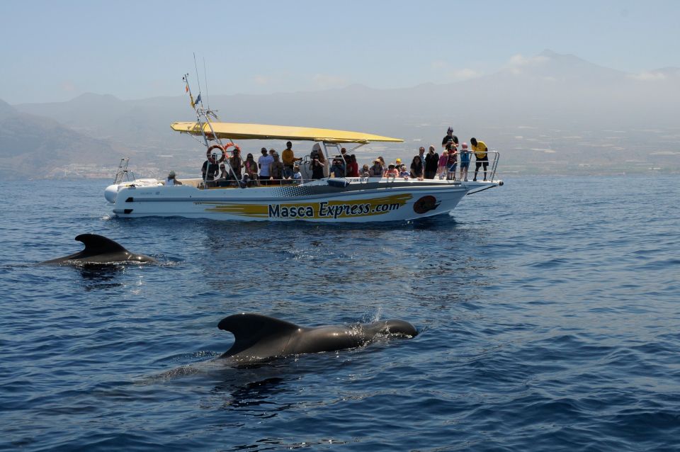Los Gigantes: Dolphin & Whale Watching Cruise with Swim Stop - Boat rules that affect your comfort (read these before you go)